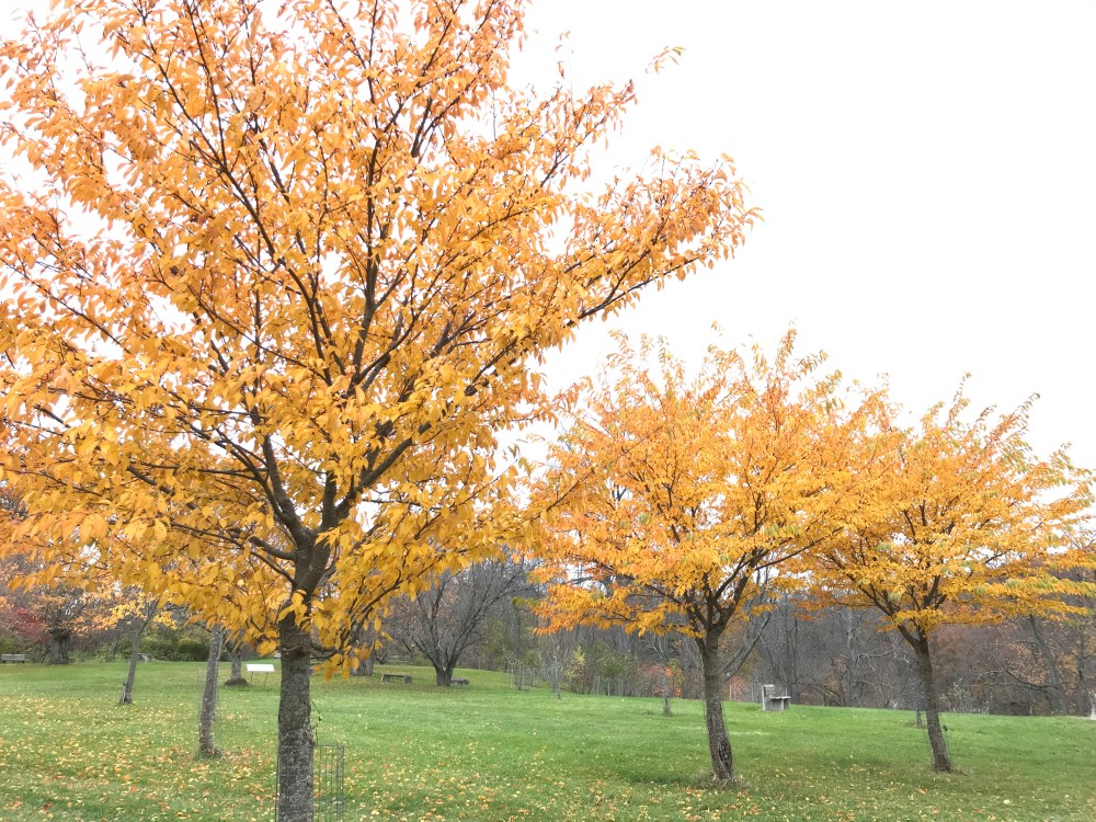 TakingCareOfMe.GoldenLeaves